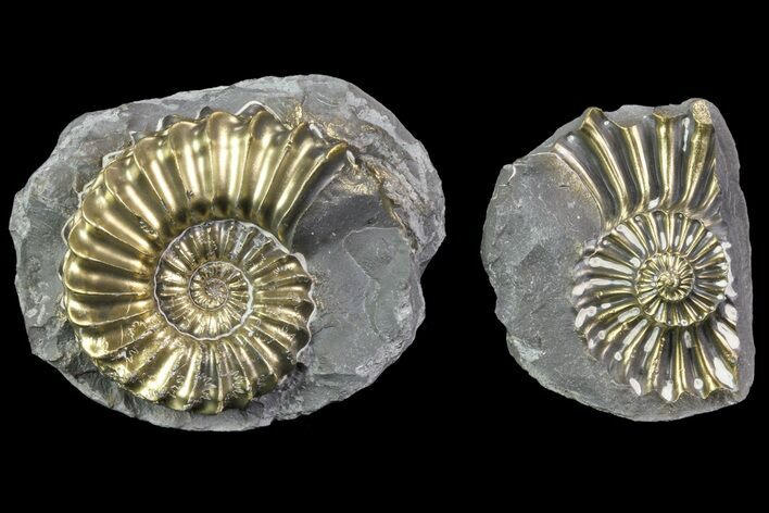Pyritized Pleuroceras Ammonite Pos/Neg - Germany #70151